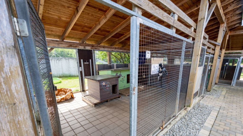 Dog improving after giving birth to 21 pups