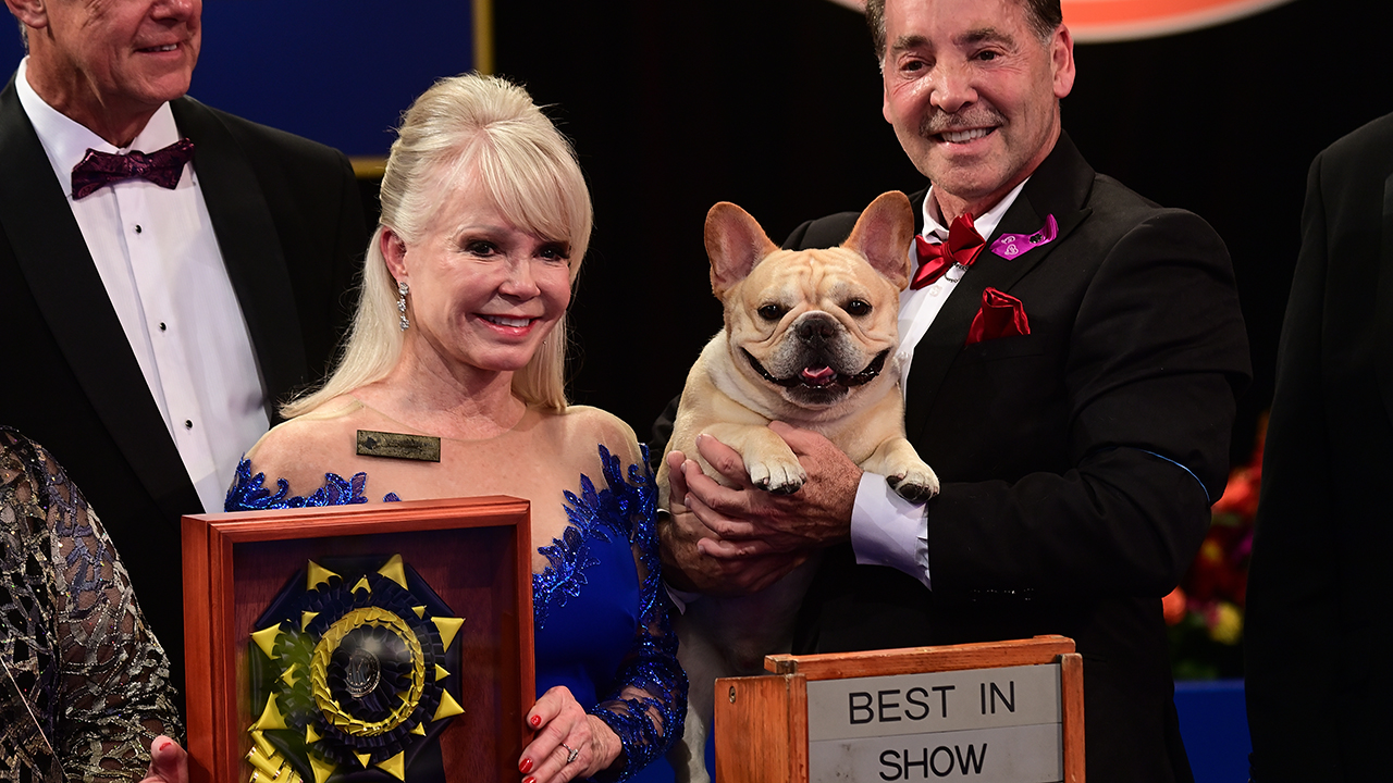 National Dog Show 2022: See the best in show, group winners