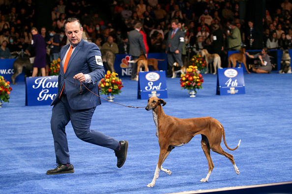 Photos: National Dog Show 2021