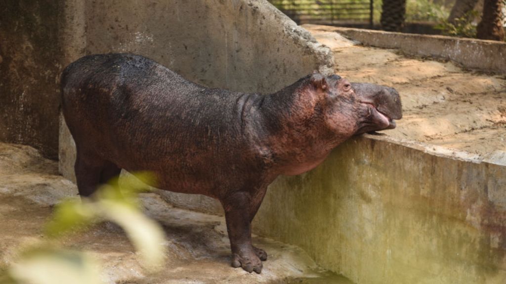 Baby hippo born