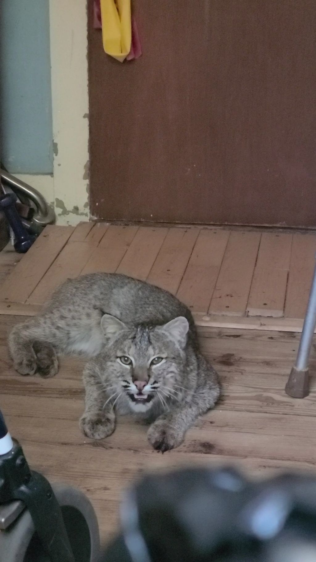 Bobcat attacks elderly man inside Vermont home