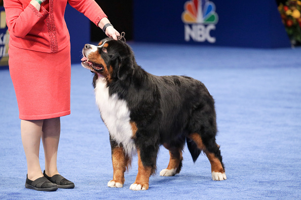 Photos: National Dog Show 2021