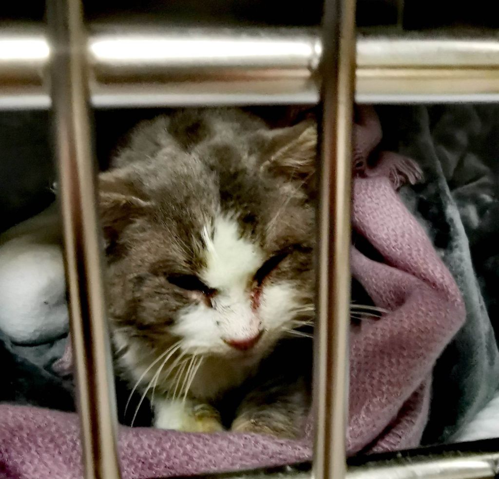 Rescuers save cat found frozen to the ground