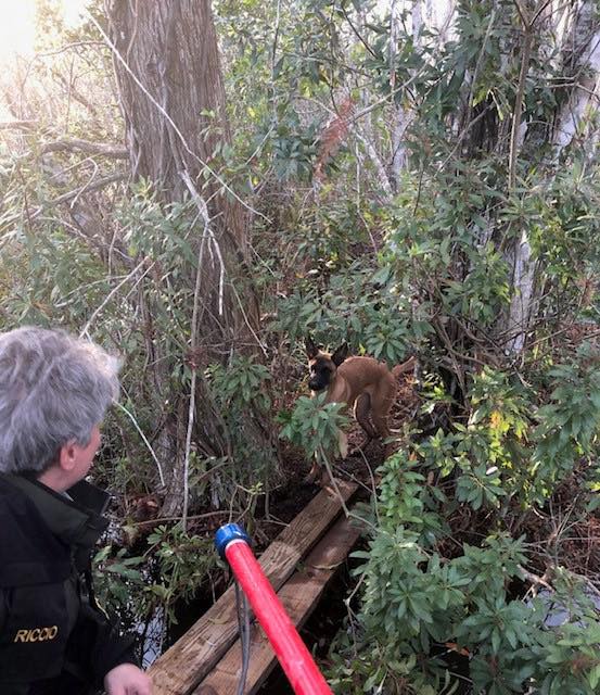 Florida animal control officer rescues dog clinging to log in alligator-infested swamp