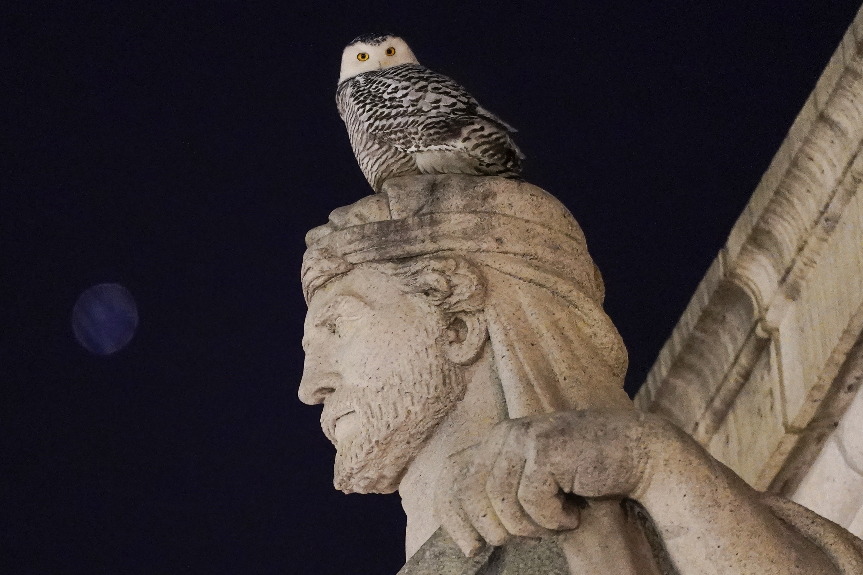 Rare snowy owl spotted on Washington, D.C. monuments