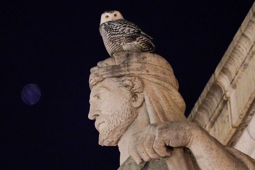 Rare snowy owl spotted on Washington, D.C. monuments