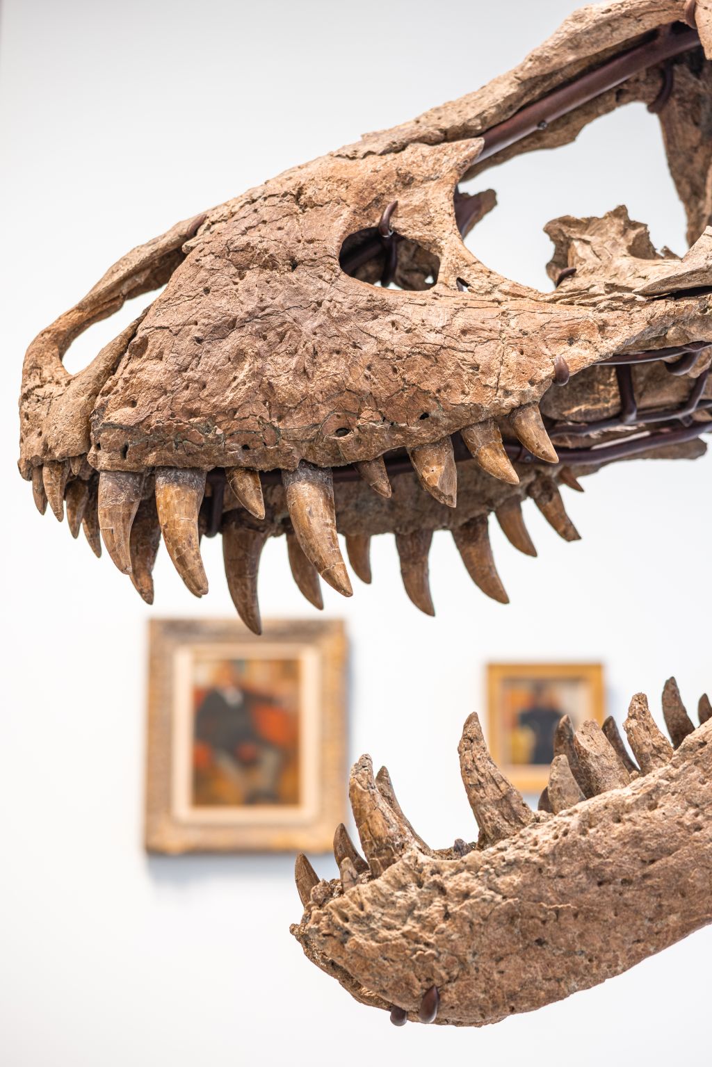 T. rex skull expected to sell for $15 million at auction
