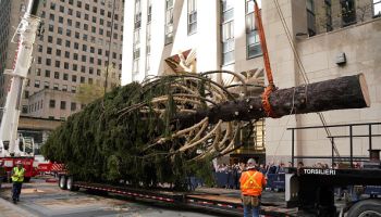 2022 Rockefeller Center Christmas tree arrives