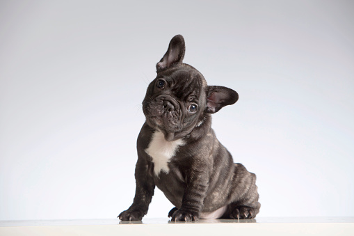 French bulldogs