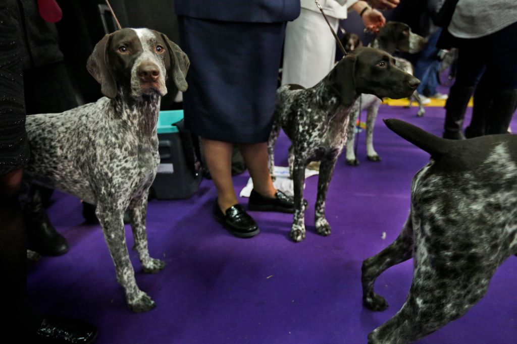 Photos: American Kennel Club’s most popular dogs