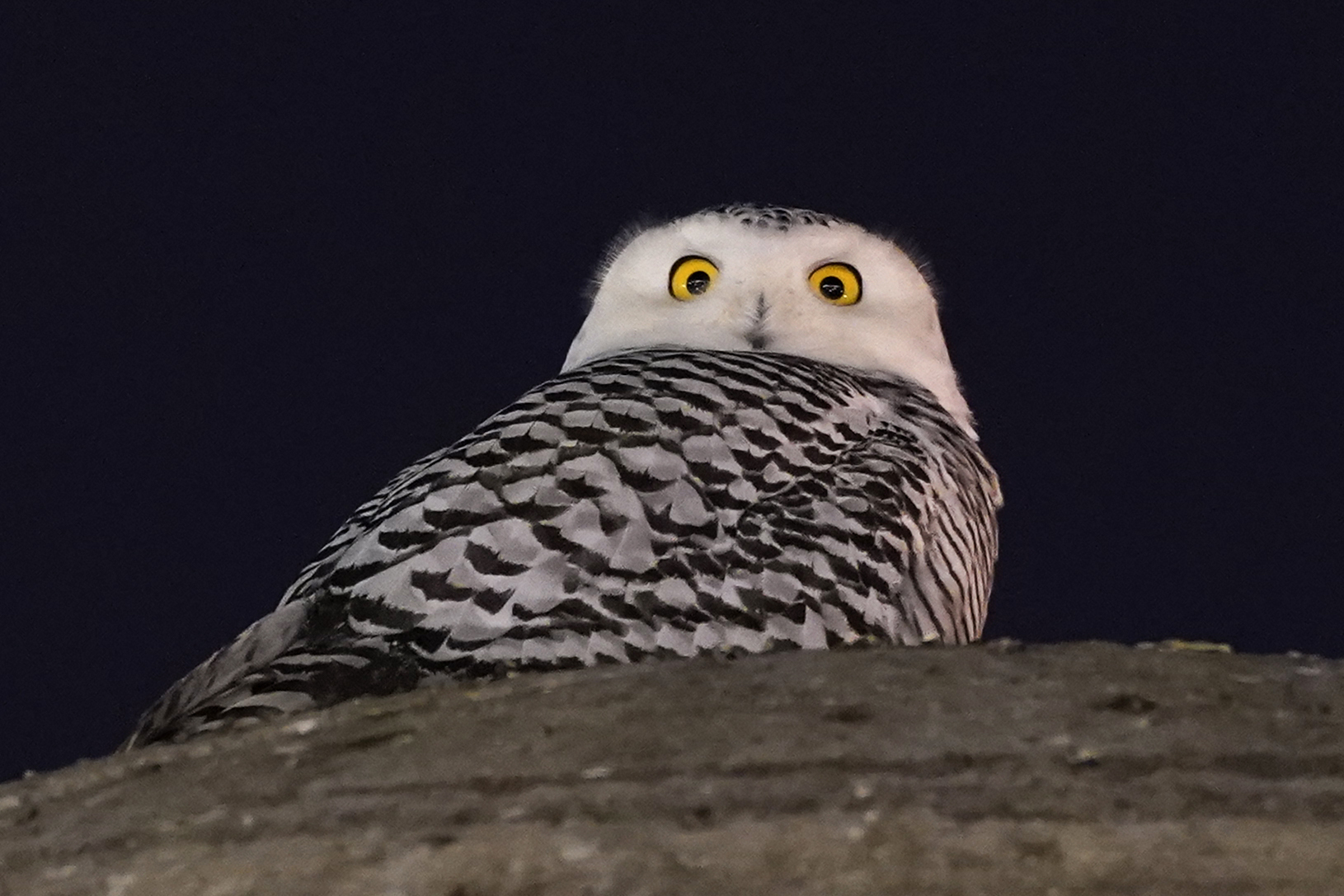 Photos: Rare snowy owl visits D.C. monuments