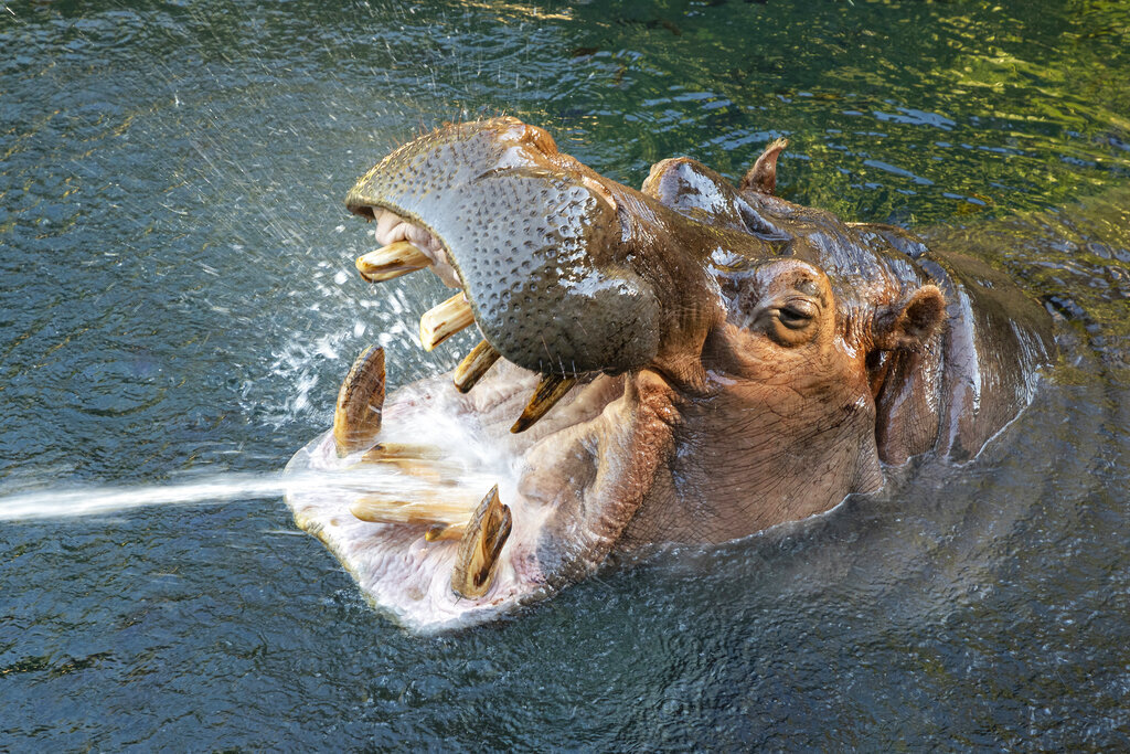 Otis the "smiling hippo" dies.