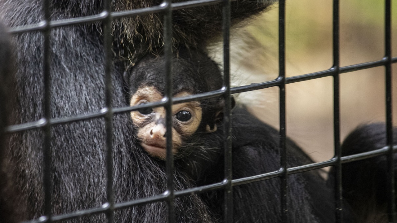 New zoo member:
