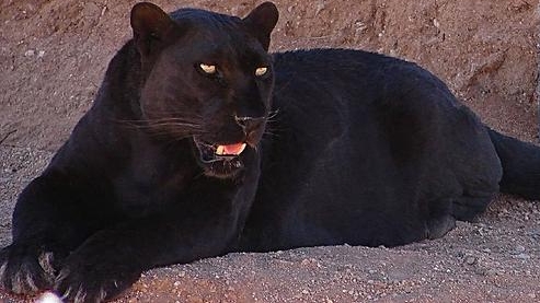Florida man mauled by black leopard