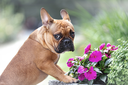 French bulldogs