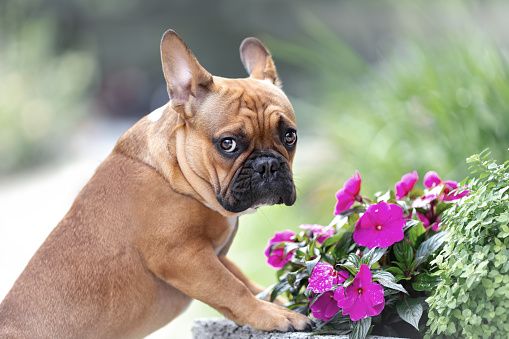 French bulldogs