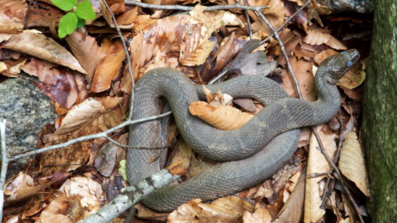 Snake found in closet