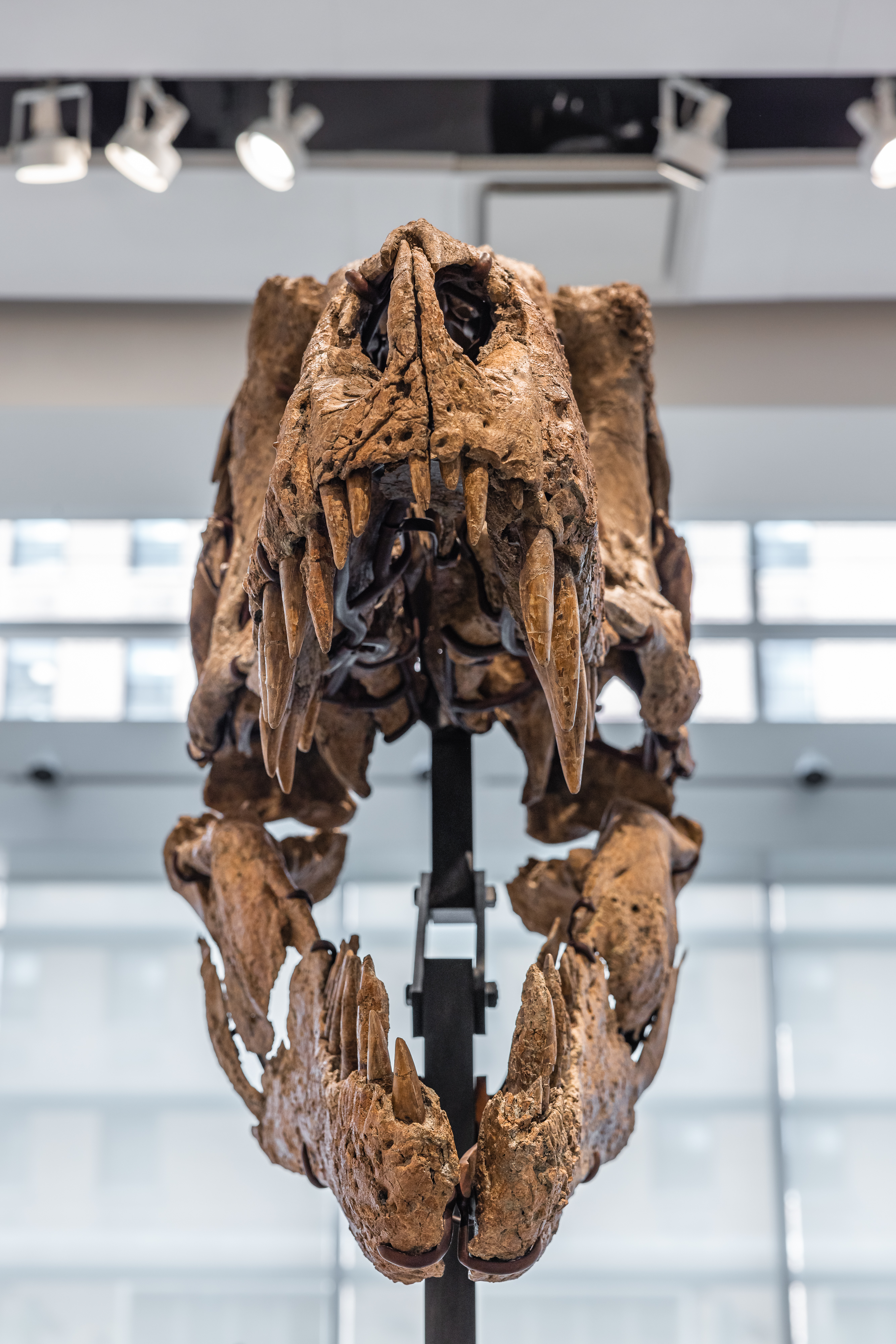 T. rex skull expected to sell for $15 million at auction