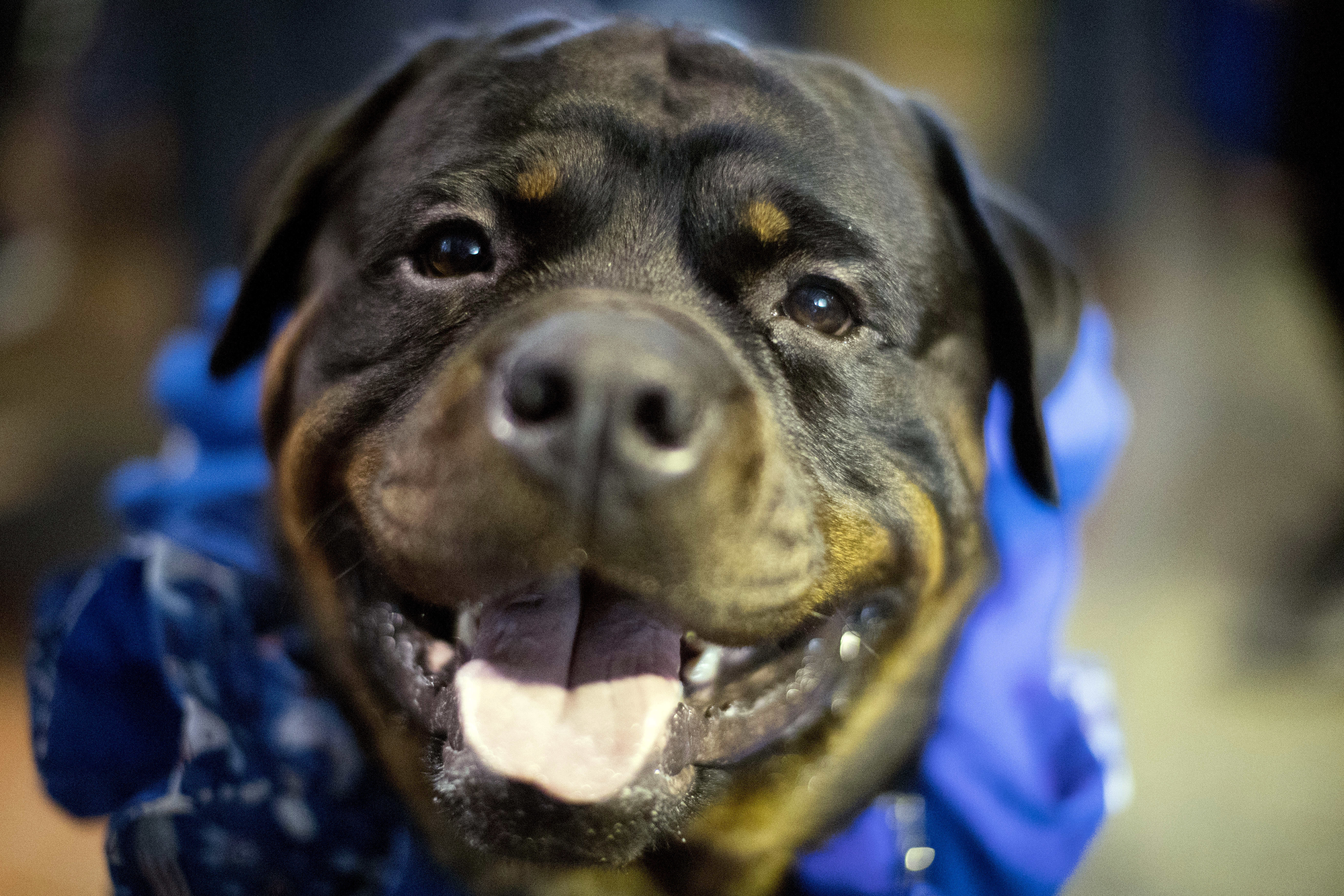 Photos: American Kennel Club’s most popular dogs