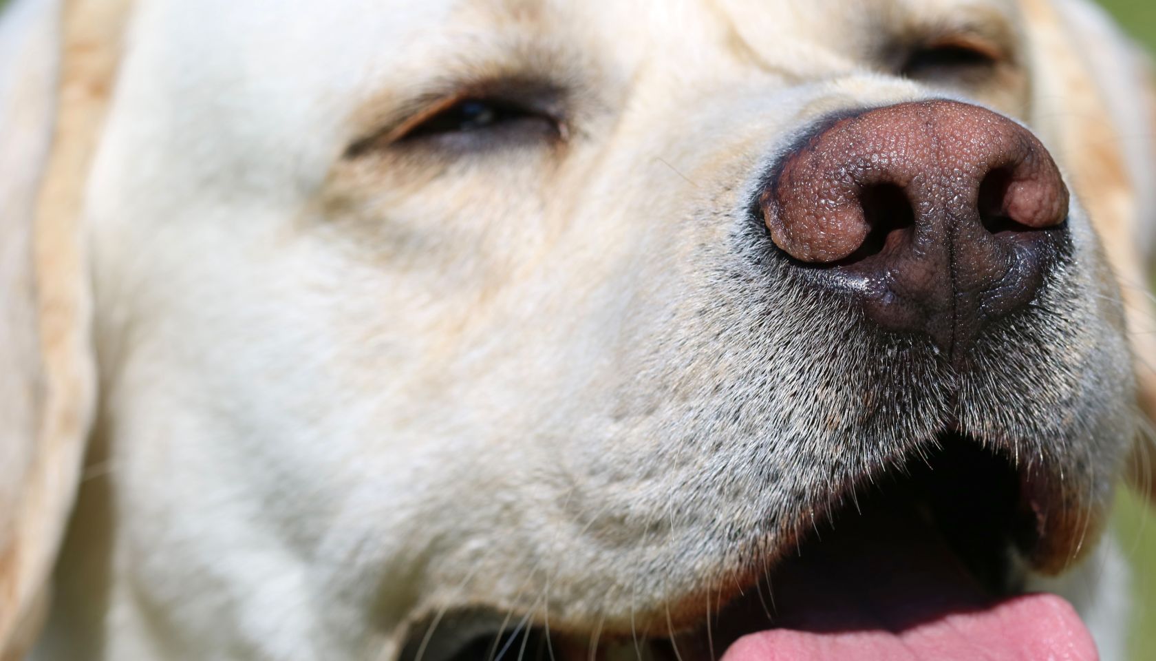 Pet heat safety