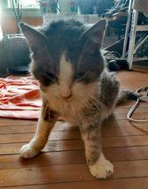 Rescuers save cat found frozen to the ground