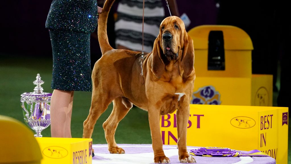 Westminster Dog Show 2022: See the best in show, group winners