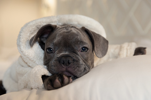 French bulldogs