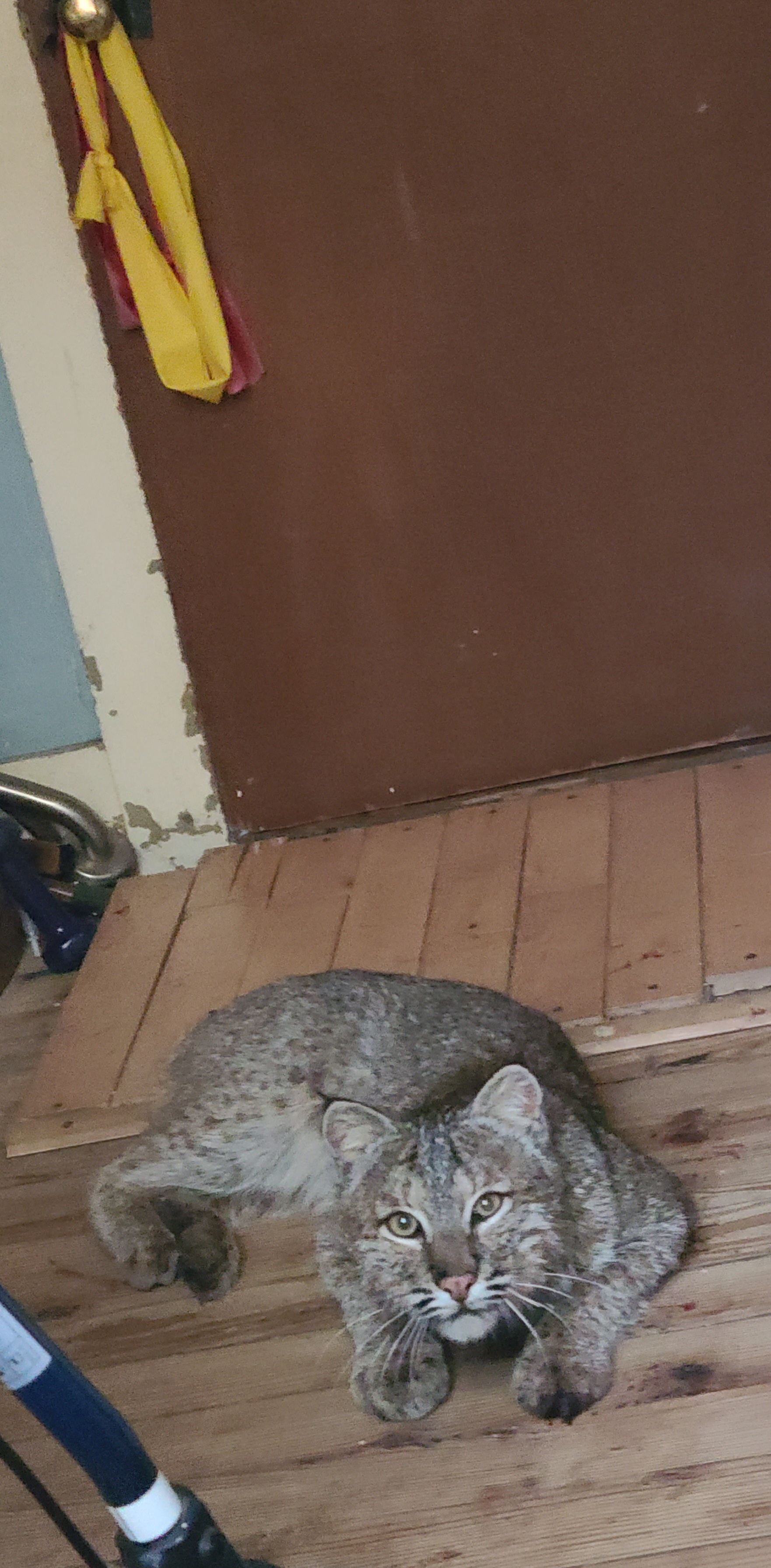 Bobcat attacks elderly man in Vermont home