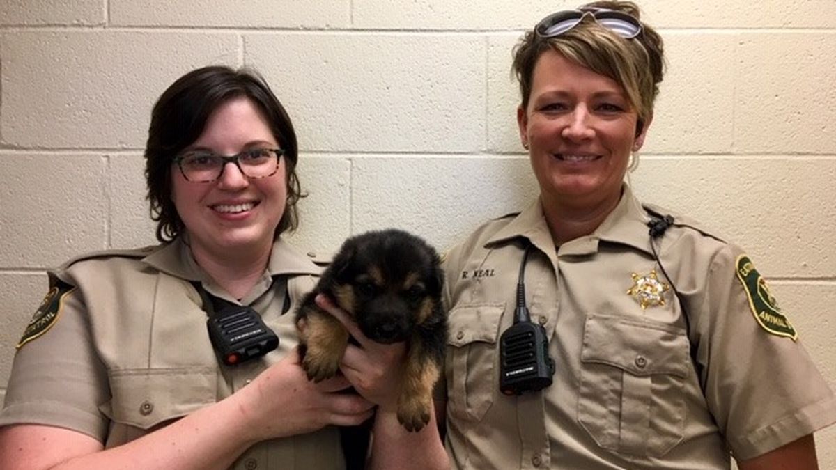 Michigan man tried to hide stolen puppy in pants after crash, police say