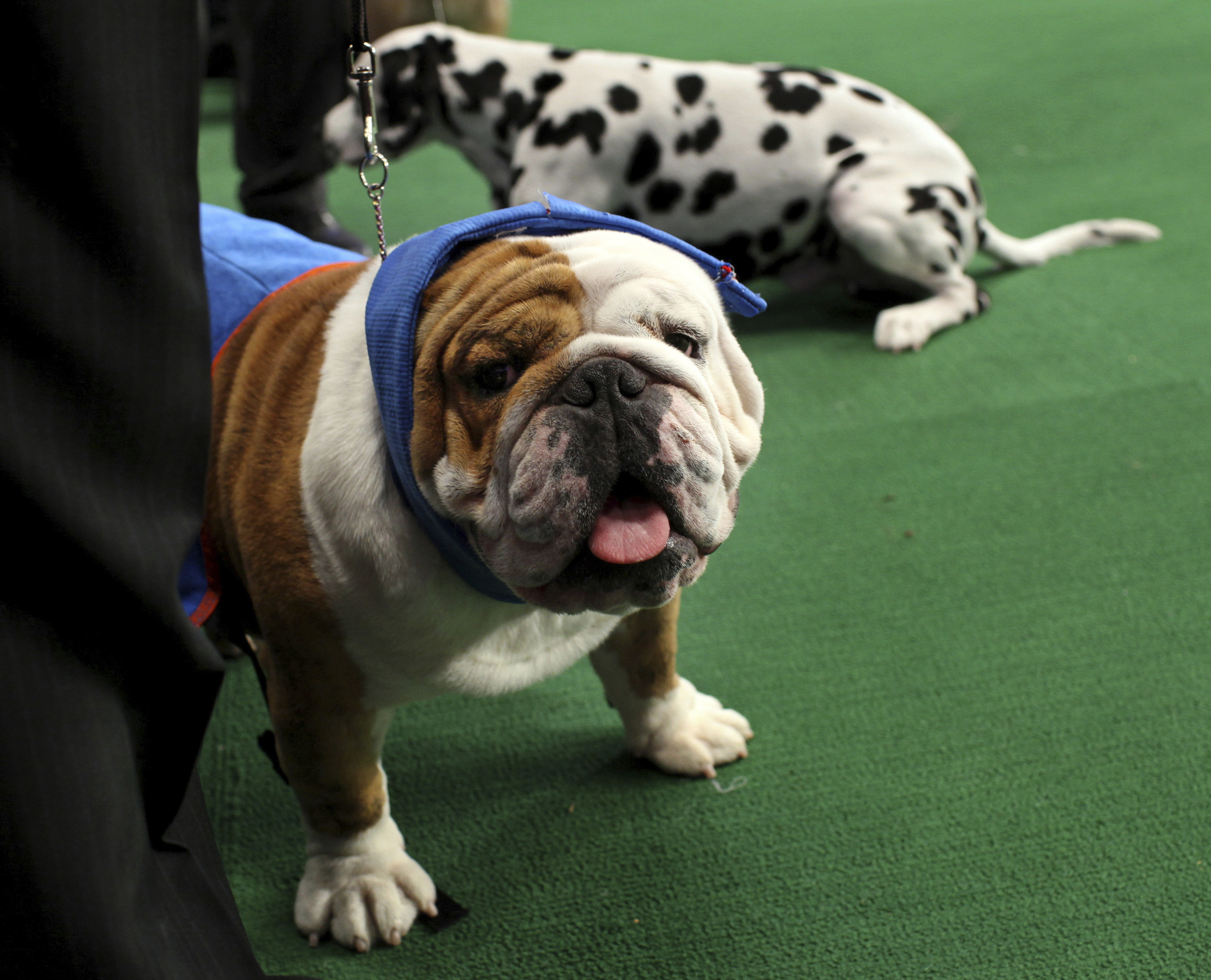 Photos: American Kennel Club’s most popular dogs