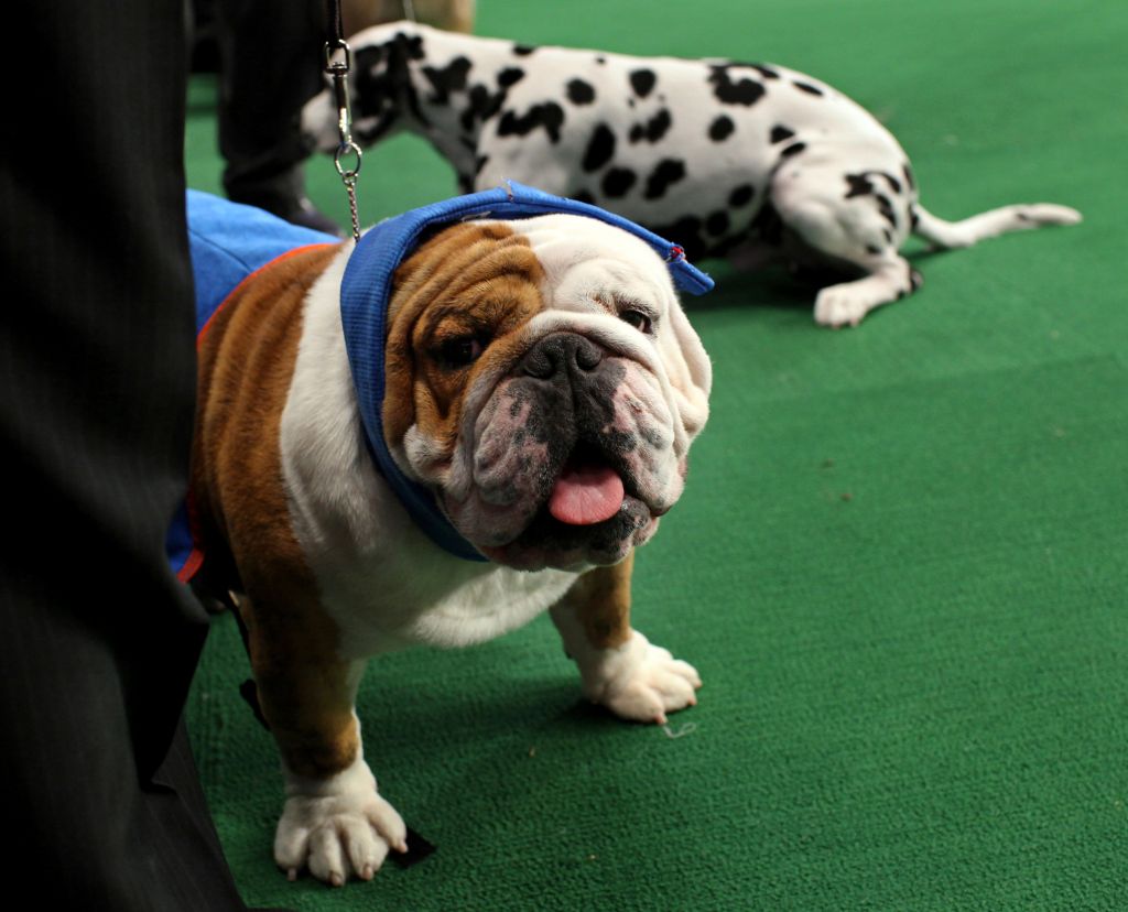 Photos: American Kennel Club’s most popular dogs