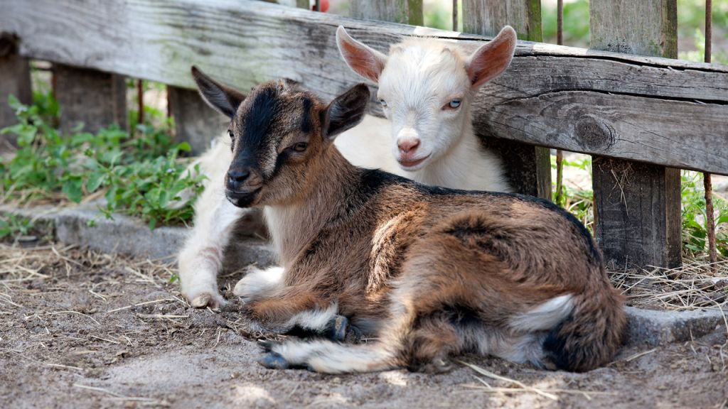 Shakira, Sting, Cher? Wisconsin zoo gives 11 newborn dwarf goats musical names