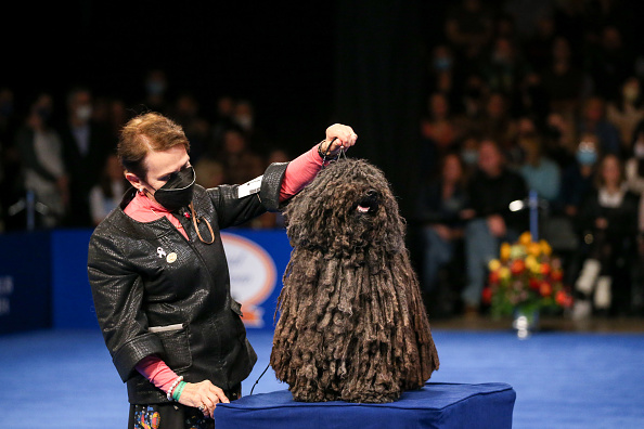 Photos: National Dog Show 2021