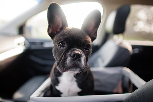 French bulldogs