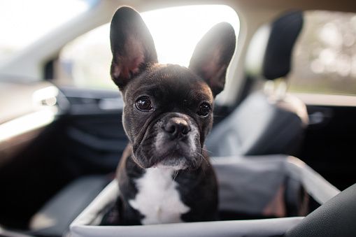 French bulldogs
