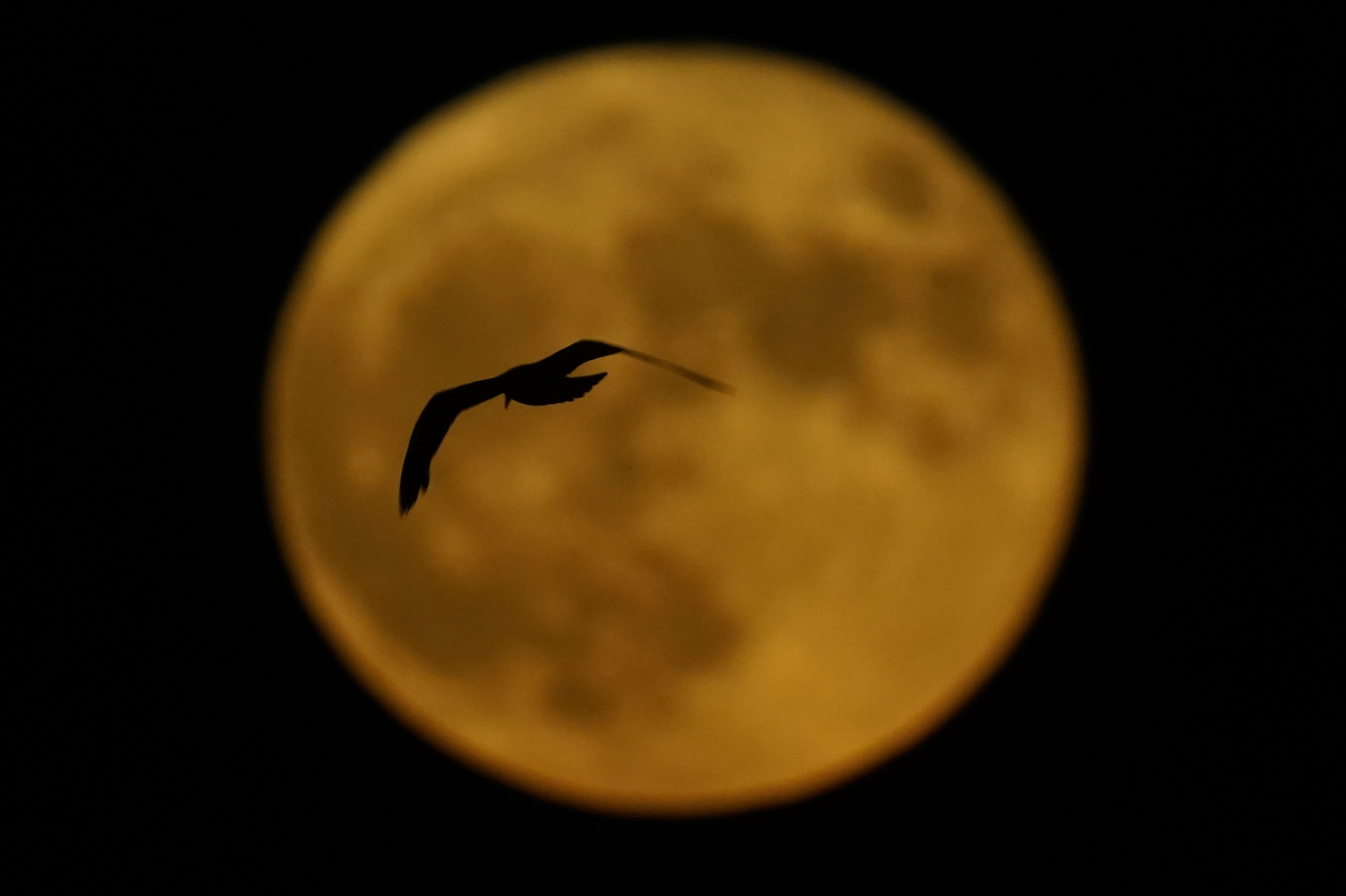 Photos: Buck Supermoon 2022, year's brightest full moon, lights up the night sky