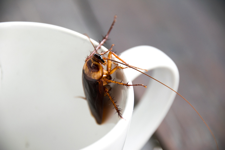 Cockroach