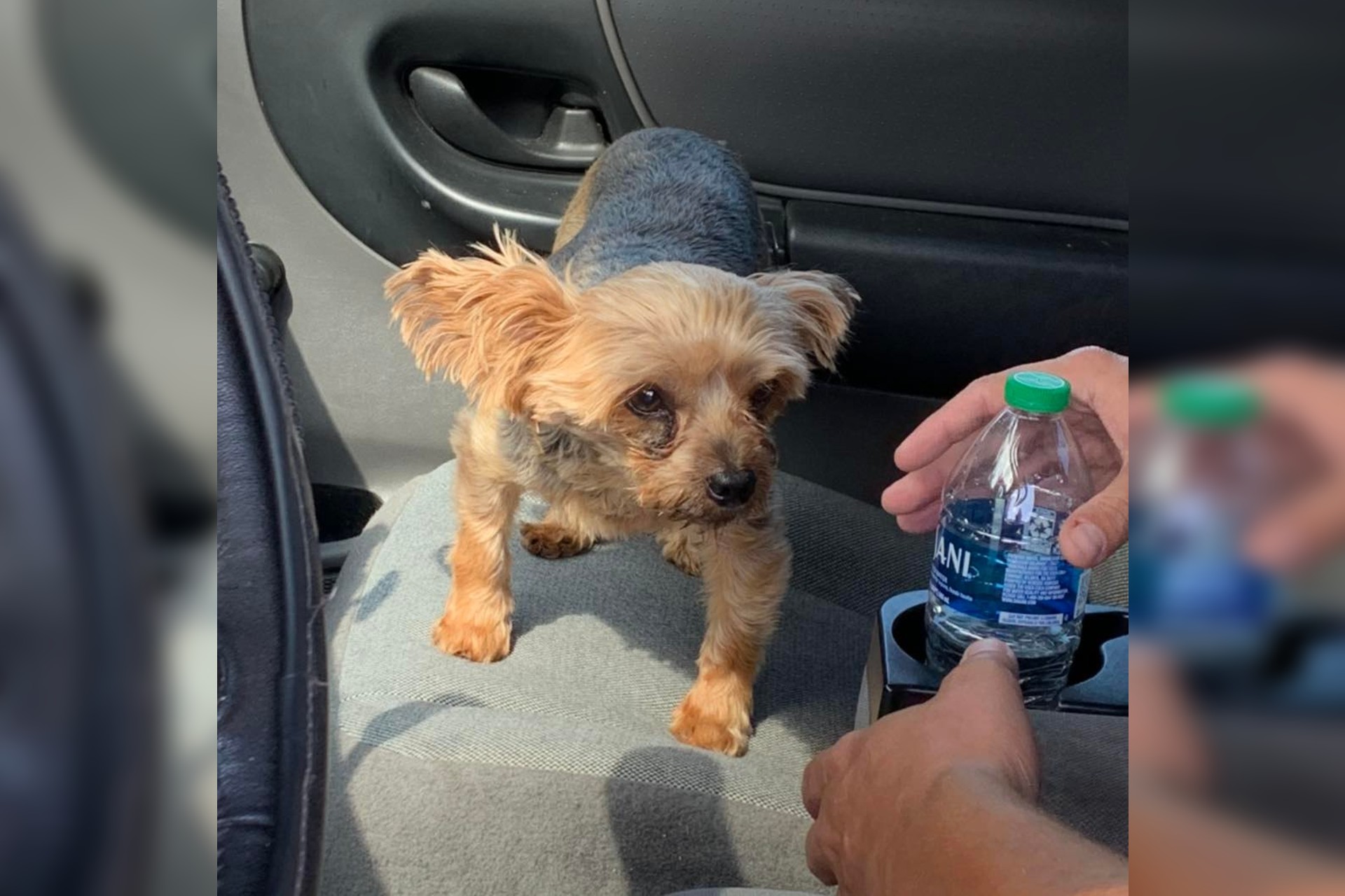 Puppy rescued from South Carolina trash compactor
