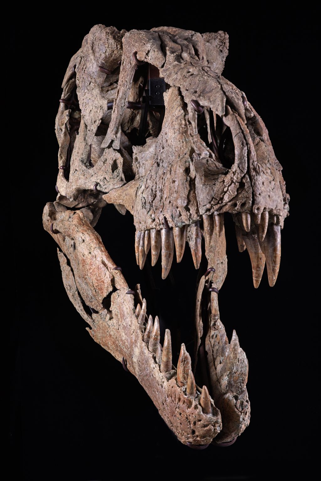 T. rex skull expected to sell for $15 million at auction