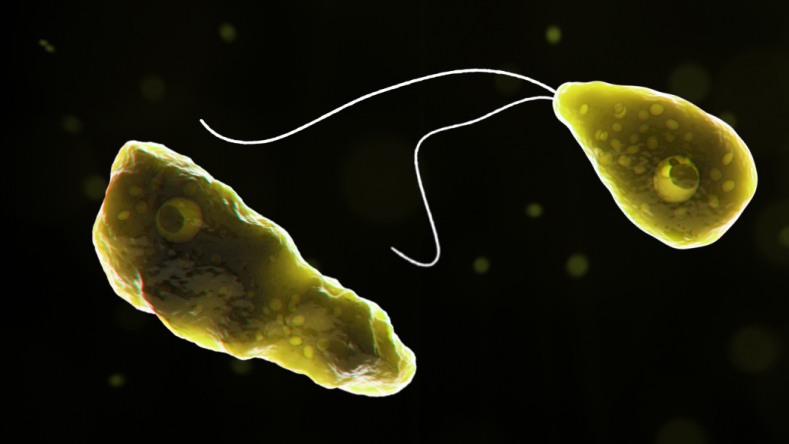 What is Naegleria fowleri?