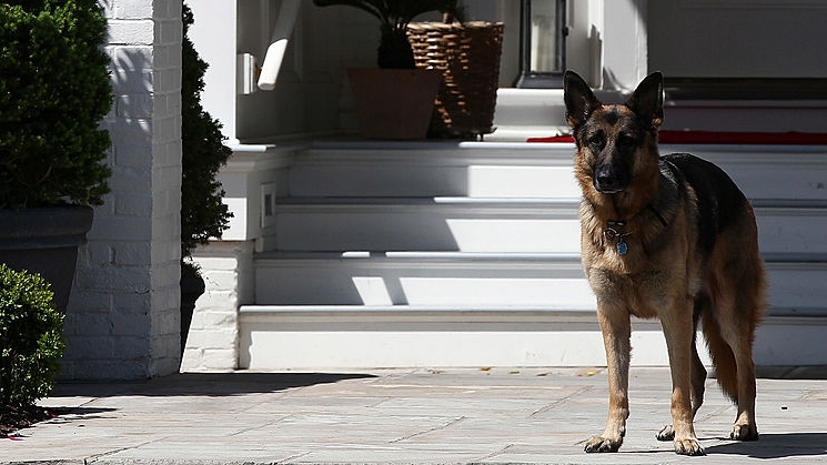 Meet Champ and Major, the first pets of the White House