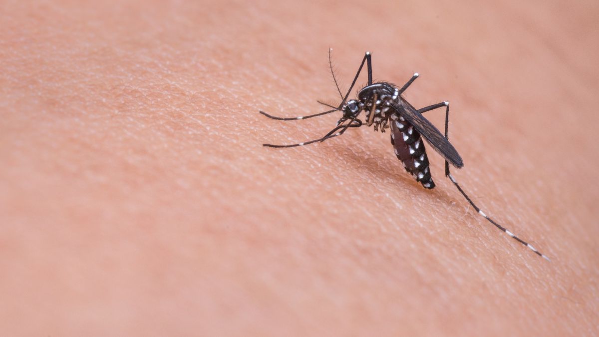 Covid can't be spread by mosquito