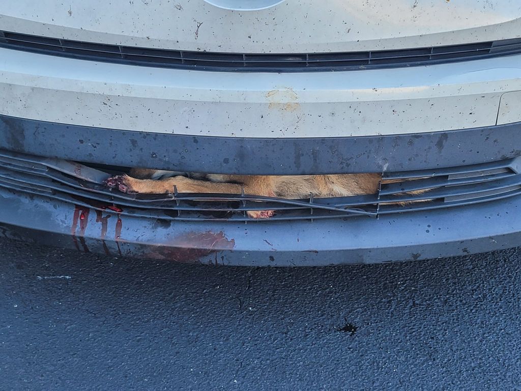 Coyote rescued from inside of car grille