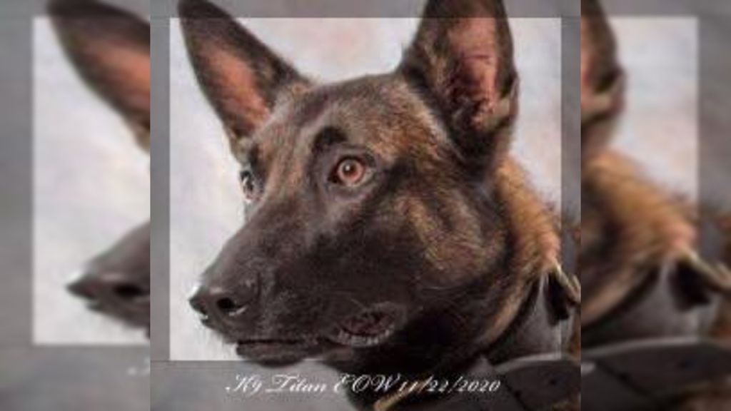 K9 dies after falling through elevator shaft during search for suspects