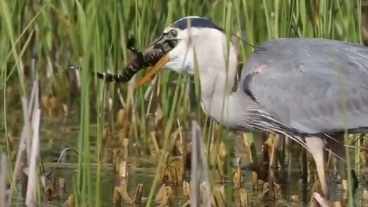 Great blue heron eats baby alligator in Florida lake