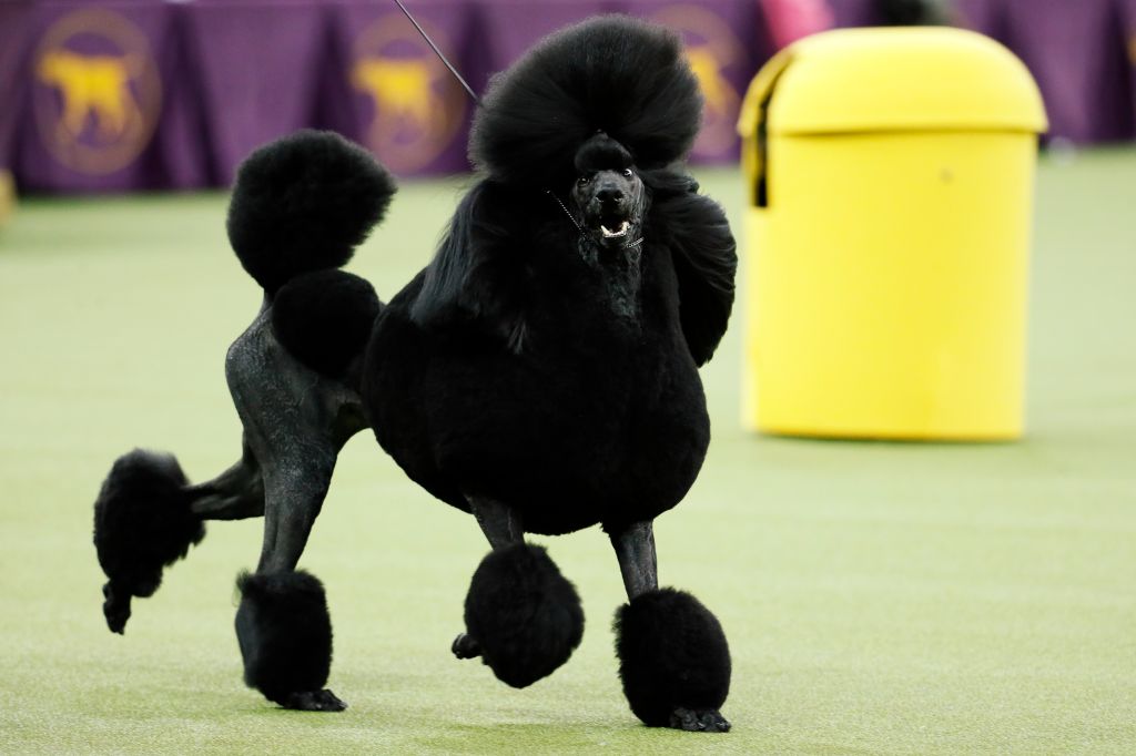 Poodles jump to top 5 in popularity