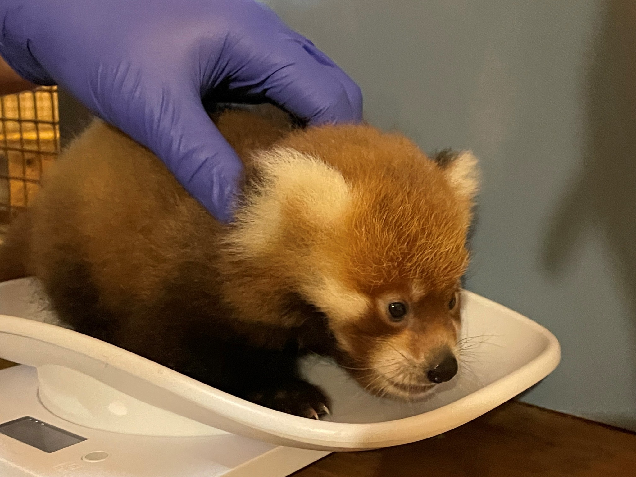 Baby red panda born