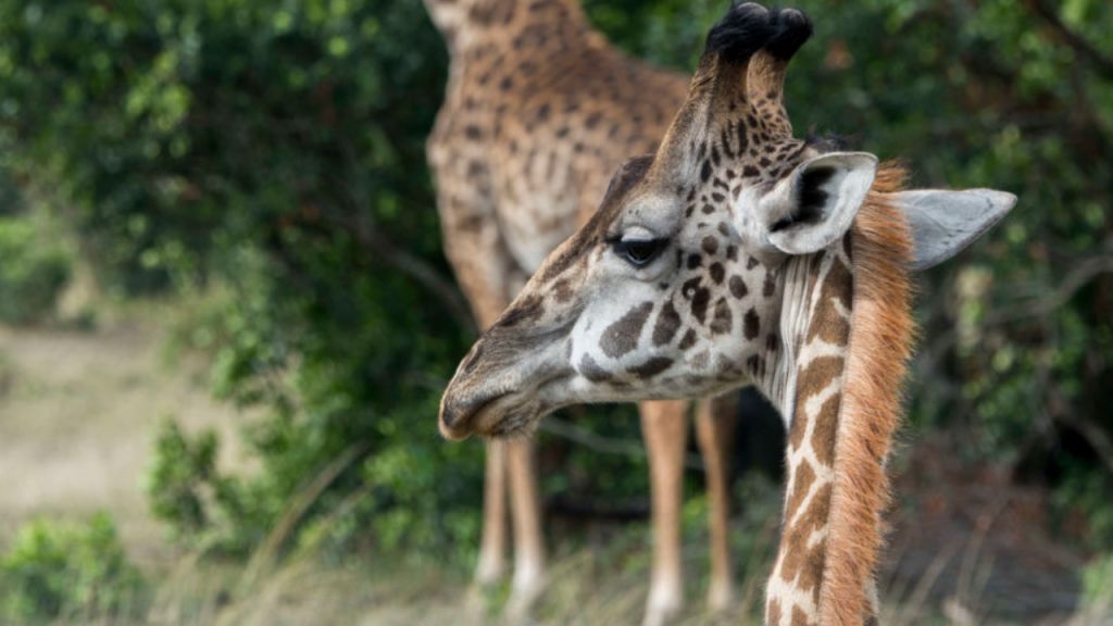 Nashville Zoo welcomes baby giraffe