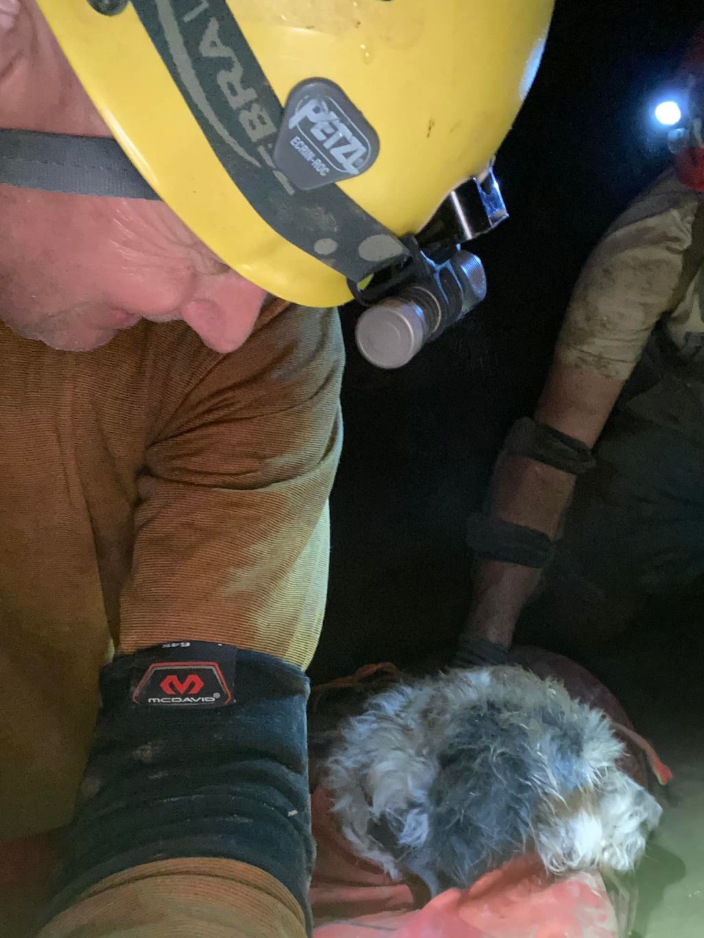 Dog rescued