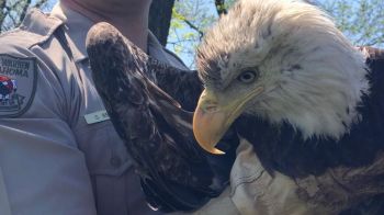 Oklahoma game wardens rescue bald eagle with broken wings